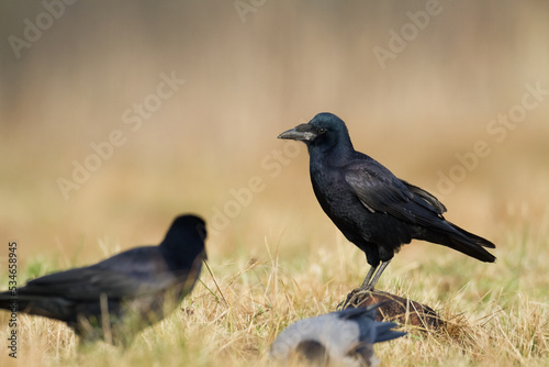 Bird Rook corvus frugilegus landing, black bird in autumn time, Poland Europe