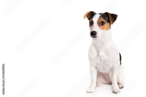 Cute jack russell terrier sitting upright with a smart look looking at the camera. Studio photo on a white background. Pets concept. Isolated on white background. Free space for an inscription. © Olha