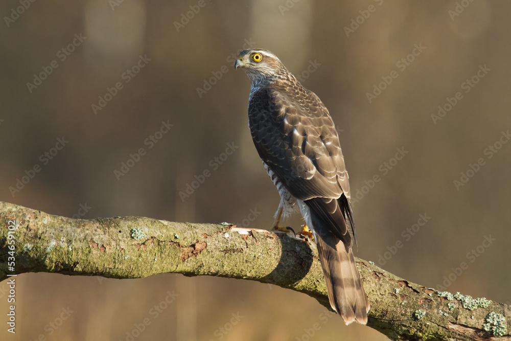 Birds of prey Sparrowhawk Accipiter nisus, hunting time bird sitting on the branch, Poland Europe Birds of prey Sparrowhawk Accipiter nisus, hunting time bird sitting on the branch, Poland Europe