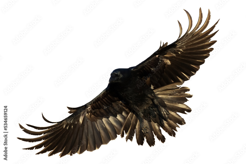 Naklejka premium Birds flying raven isolated on white background Corvus corax. Halloween - black flying bird silhouette 