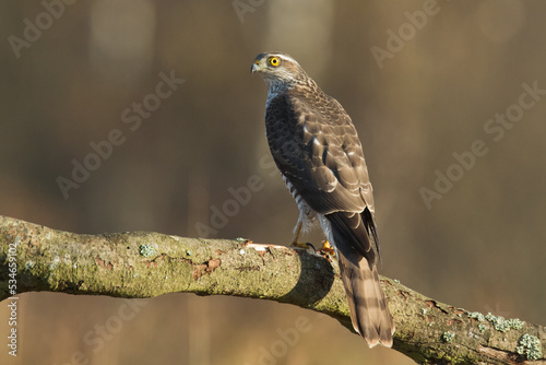 Birds of prey Sparrowhawk Accipiter nisus  hunting time bird sitting on the branch  Poland Europe