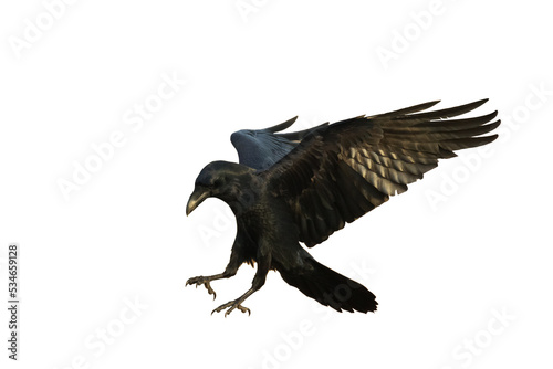 Birds flying raven isolated on white background Corvus corax. Halloween - black flying bird silhouette 