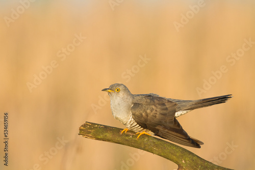 Cuckoo, Cuculus canorus, single bird - male on blurred background