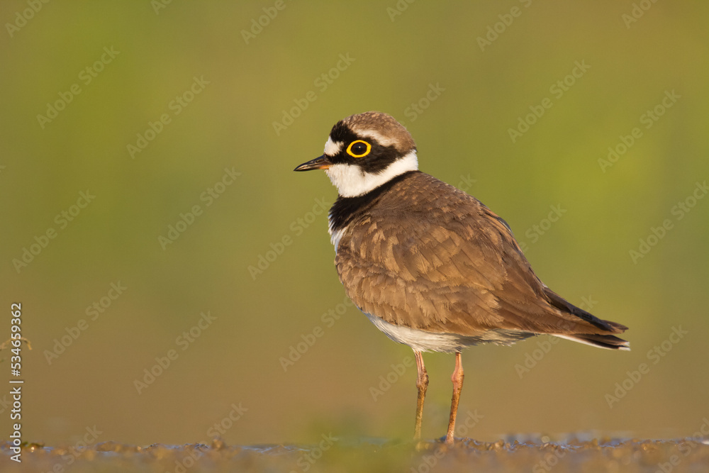 Bird Charadrius dubius, Little Ringed Plover on blurred background Bird Charadrius dubius, Little Ringed Plover on blurred background