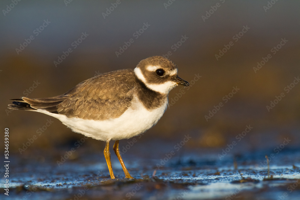 Bird Charadrius dubius, Little Ringed Plover on blurred background Bird Charadrius dubius, Little Ringed Plover on blurred background