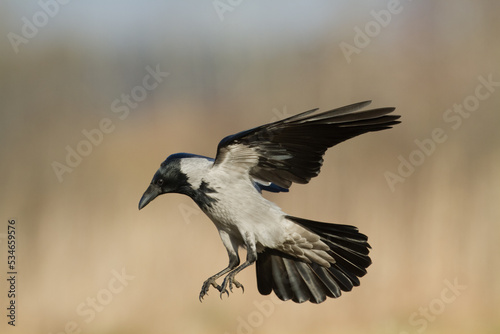 Bird - flying Hooded crow Corvus cornix in amazing warm background Poland Europe © Marcin Perkowski