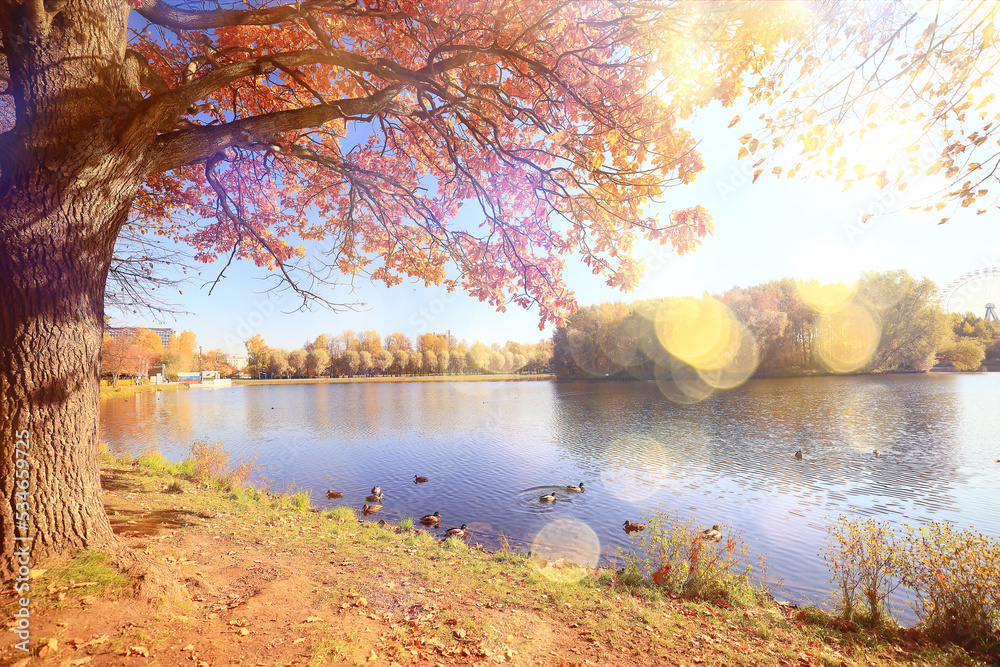 Obraz premium yellow tree crown background top, fall leaves majestic