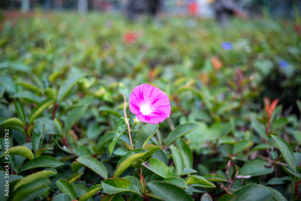 Close up of morning glory