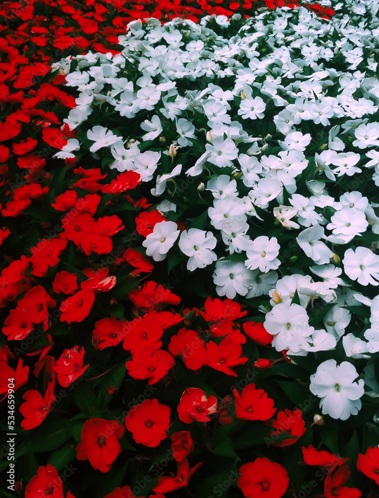 Obraz premium pattern