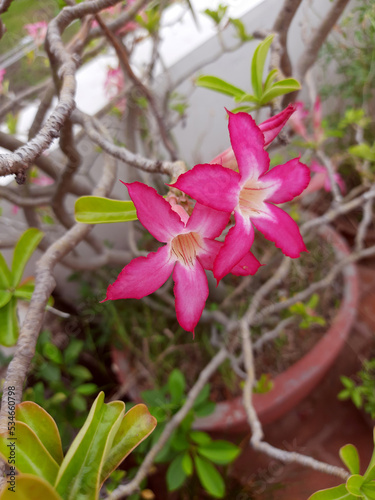 Adenium obesum or desert rose pink tropical flowers in the flower pot for postcard, calendar, wall art. photo