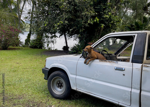 Cute brown mongrel puppy hanging out the side window of a beat-up utility vehicle 