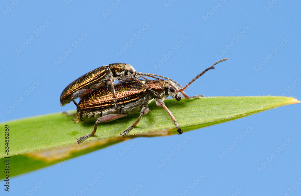 Naklejka premium Reed beetles (Donacia) male and female on a leaf