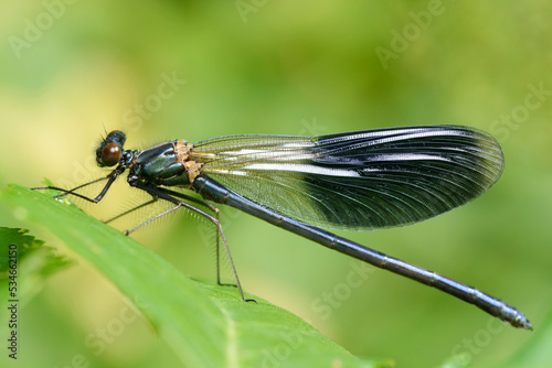 Male dragonfly Banded demoiselle (Calopteryx splendens)