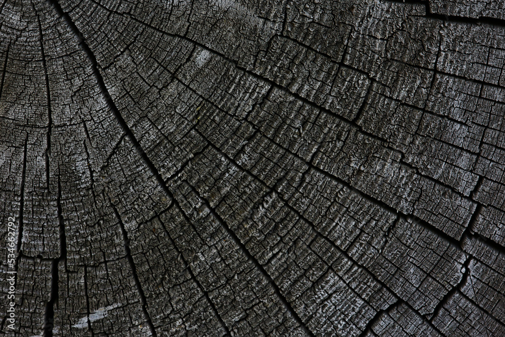 Fototapeta premium background texture old tree rings log round