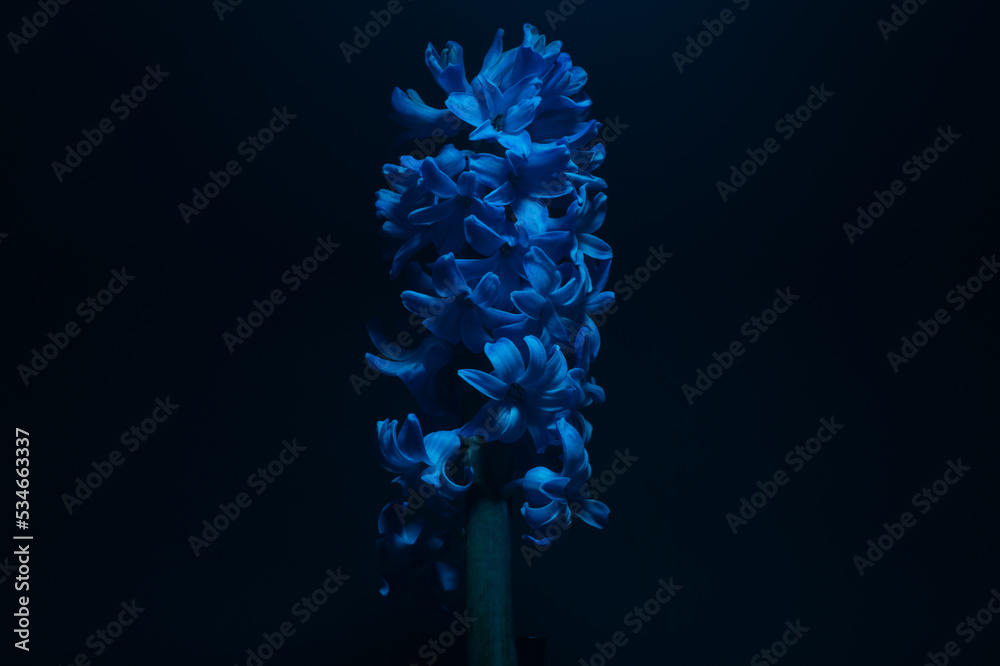 Hyacinth flower under blue light in the dark close up