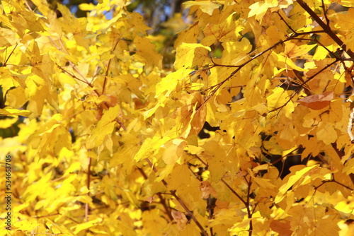 autumn leaves background