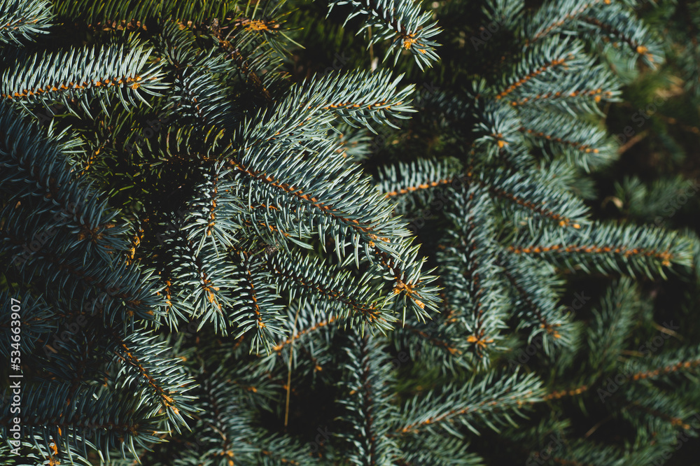 Branches of blue fir tree. pine needles close up