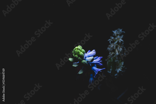 Racemes of hyacinth flower in the dark