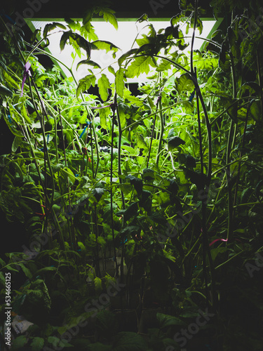 Tomato plants with dense foliage under lamp. green leaves
