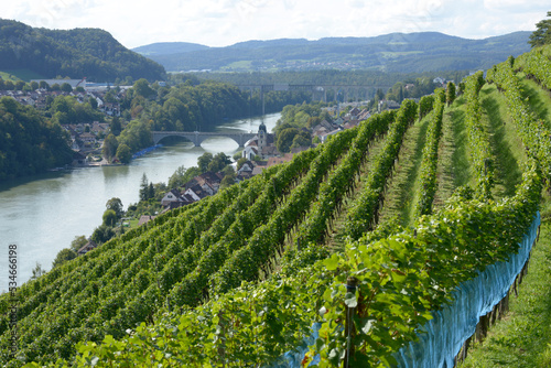 colline plantée de vignes dans un village du canton de Zurich - Suisse photo