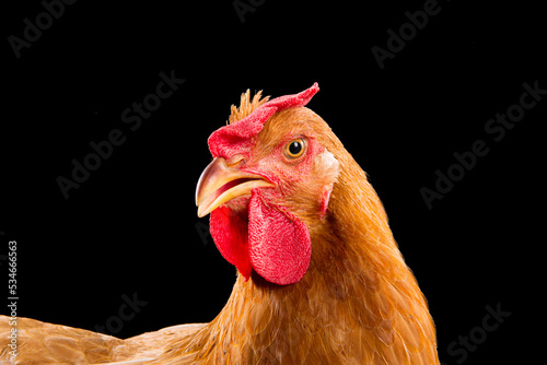 closeup of brown female chicken hen isolated on black backgrounde