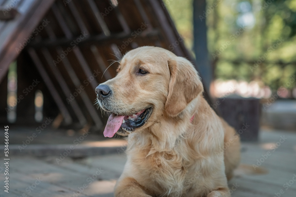 Purebred beautiful golden retriever for a walk in the park. Purebred beautiful golden retriever for a walk in the park.