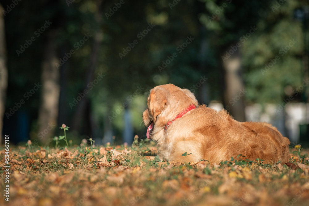 Purebred beautiful golden retriever for a walk in the park. Purebred beautiful golden retriever for a walk in the park.