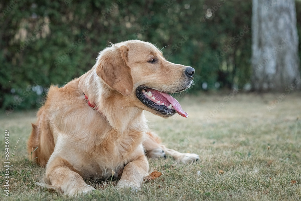 Purebred beautiful golden retriever for a walk in the park. Purebred beautiful golden retriever for a walk in the park.
