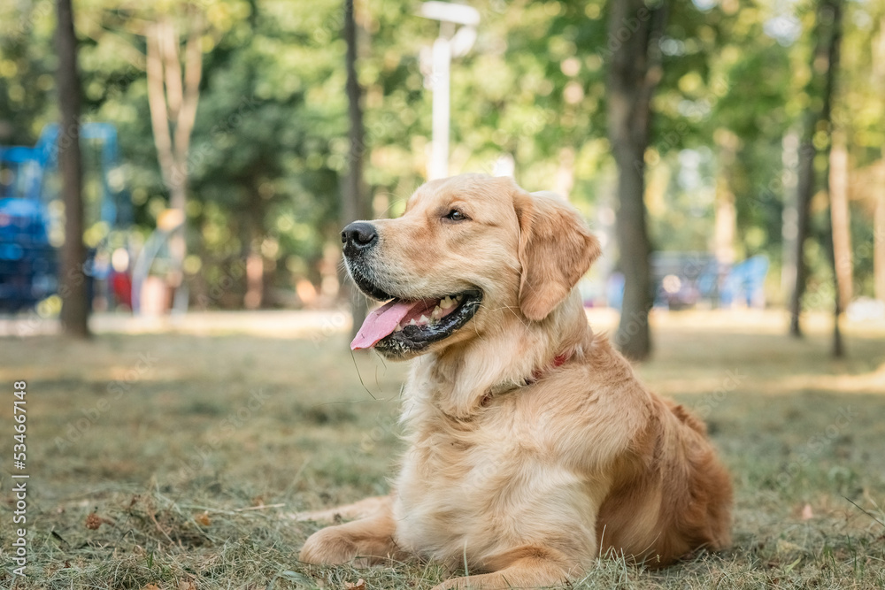 Purebred beautiful golden retriever for a walk in the park. Purebred beautiful golden retriever for a walk in the park.