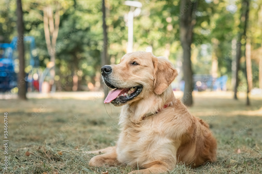 Purebred beautiful golden retriever for a walk in the park.