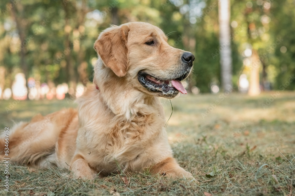 Purebred beautiful golden retriever for a walk in the park. Purebred beautiful golden retriever for a walk in the park.