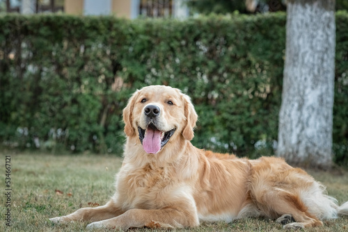 Purebred beautiful golden retriever for a walk in the park.