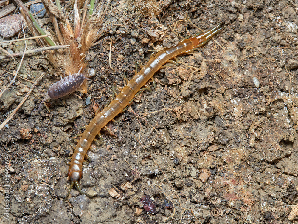 Yellow giant centipedes. Scolopendra oraniensis. Yellow giant centipedes. Scolopendra oraniensis.