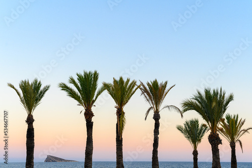 Row of palm trees with the horizon of the sea and the rock of Benidorm, Alicante, Valencia in Spain. © SILVIA