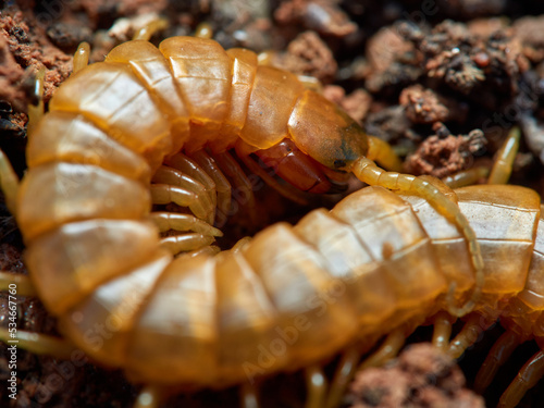 Yellow giant centipedes. Scolopendra oraniensis.   photo