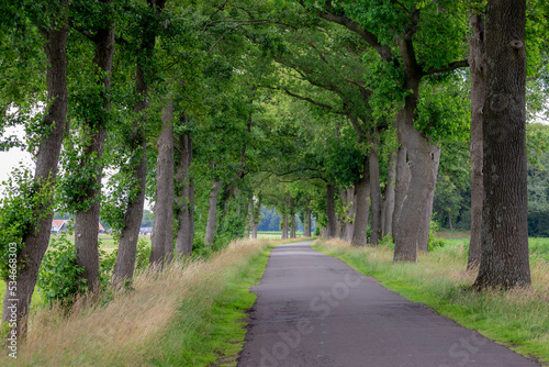 Small street with curve and trees trunk along the way in Holland, Summer landscape view with a row of tree on the both side of the road in Dutch countryside in province of Overijssel, Netherlands.