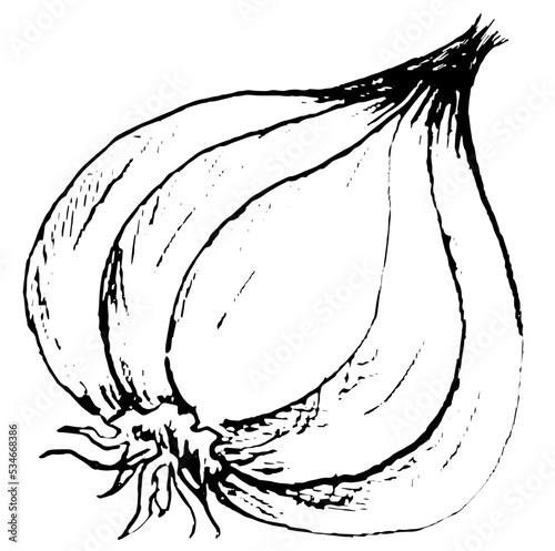 Onion