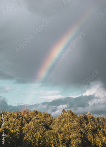 Rainbow in the sky over the forest