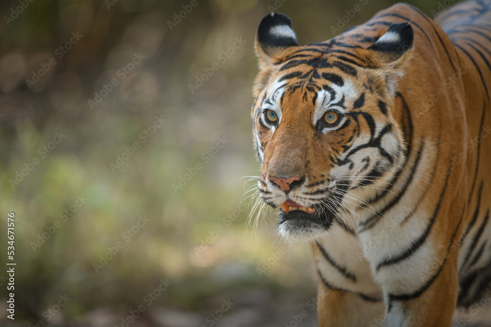Fototapeta premium Portrait of dominant tigress with a blurred background at Kanha National park, Madhya Pradesh showing head and face details