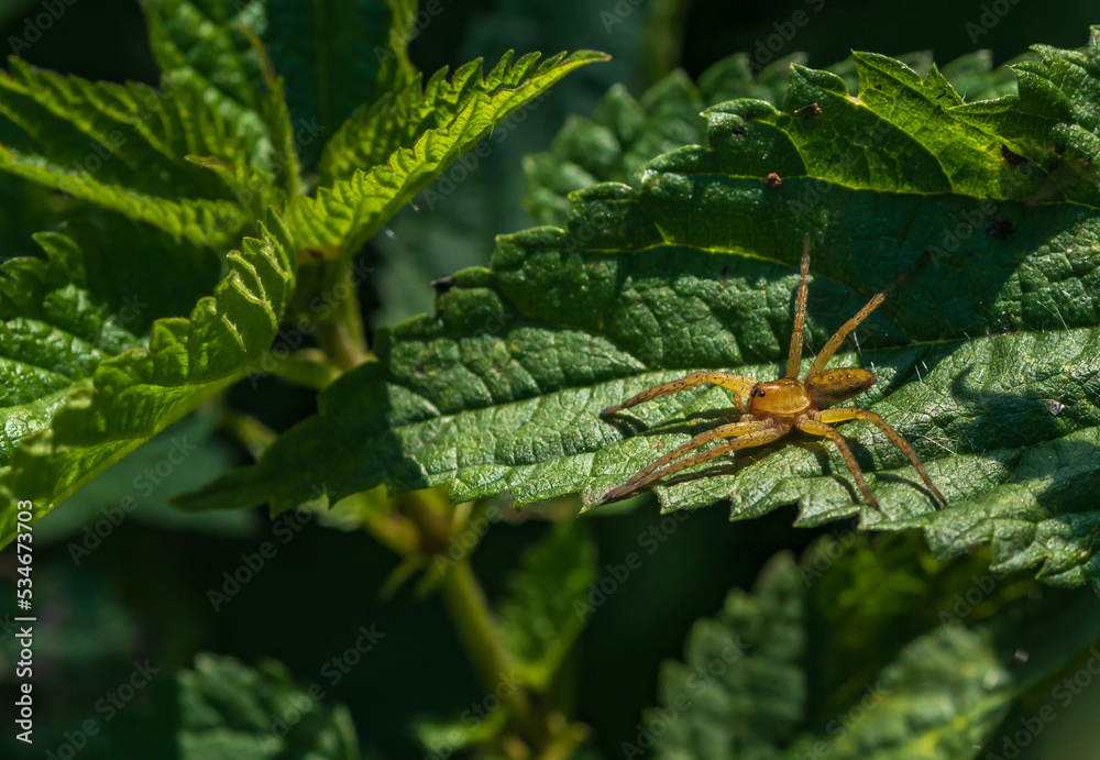 Fototapeta premium Eine gelb orange Spinne sitzt auf einem Blatt und wartet auf Beute