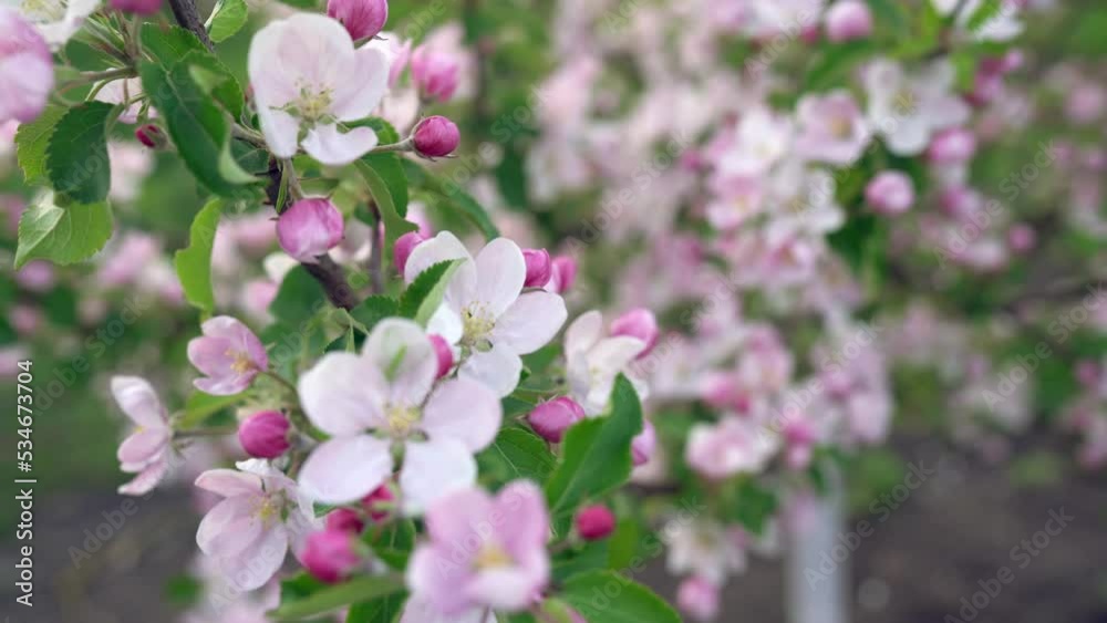 Beautiful white-pink spring apple tree flowers blossom close-up. Spring flowering apple - orchard branches sway in the wind. Camera moving along branch and refocusing from one flower to another. 4k Beautiful white-pink spring apple tree flowers blossom close-up. Spring flowering apple - orchard branches sway in the wind. Camera moving along branch and refocusing from one flower to another. 4k