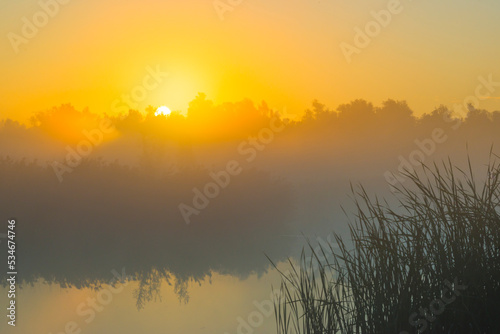 The edge of a foggy lake with reed and withered wild flowers in wetland in sunlight at sunrise in autumn  Almere  Flevoland  The Netherlands  September  2022