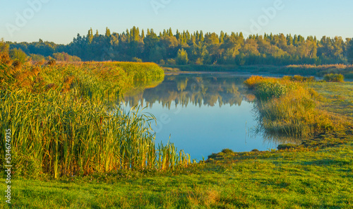 The edge of a foggy lake with reed and withered wild flowers in wetland in sunlight at sunrise in autumn, Almere, Flevoland, The Netherlands, September, 2022