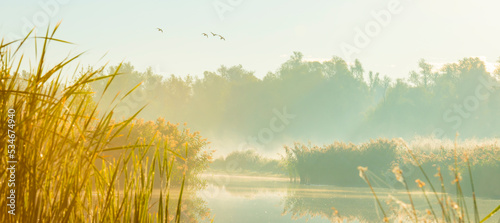 The edge of a foggy lake with reed and birds in wetland in sunlight at sunrise in autumn, Almere, Flevoland, The Netherlands, September, 2022