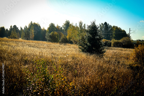 Morning in the field