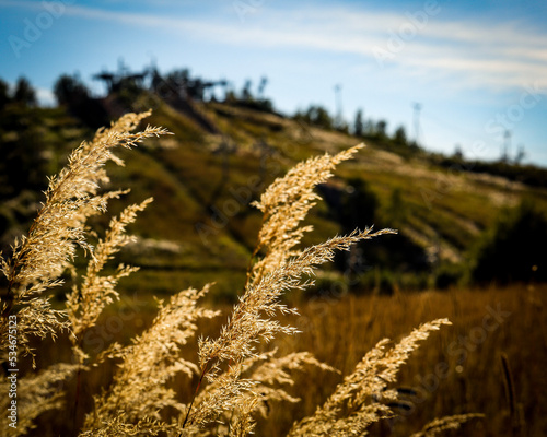 field of wheat