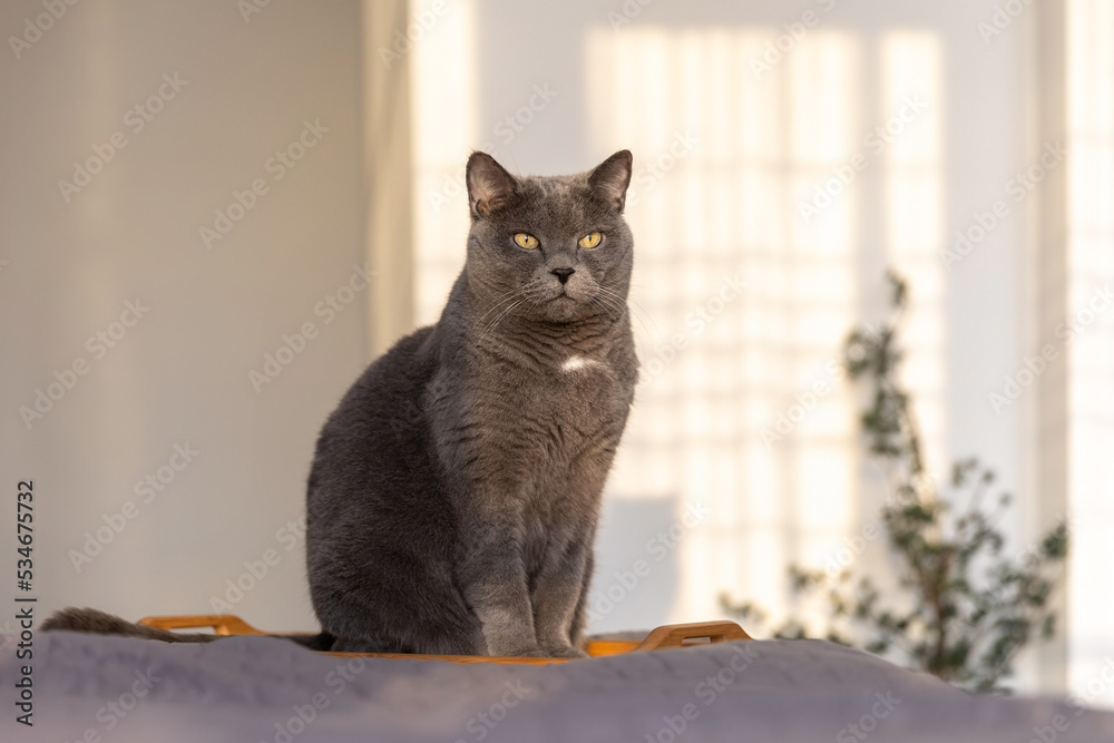 Portrait of a British cat sitting on a room at sunset