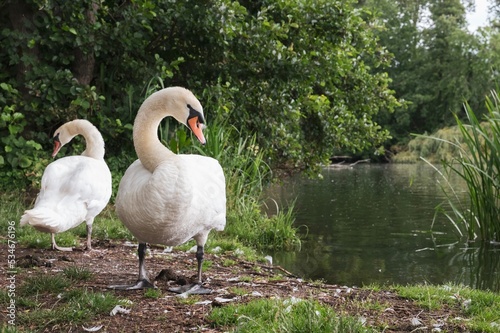 two swans next to a lake