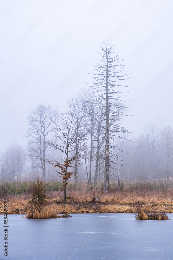 Frozen lake by a bog with a tree snag