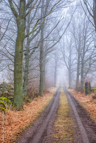 Tree lined dirt road in the mist